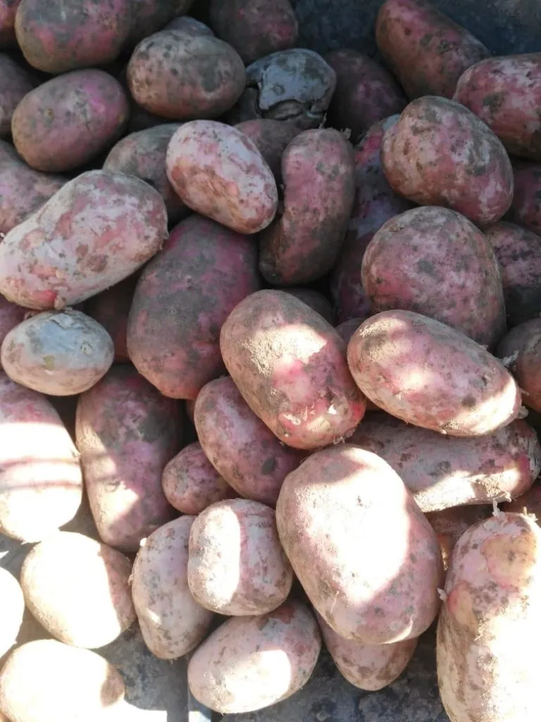 картофель оптом в Москве урожай 2019 в Москве