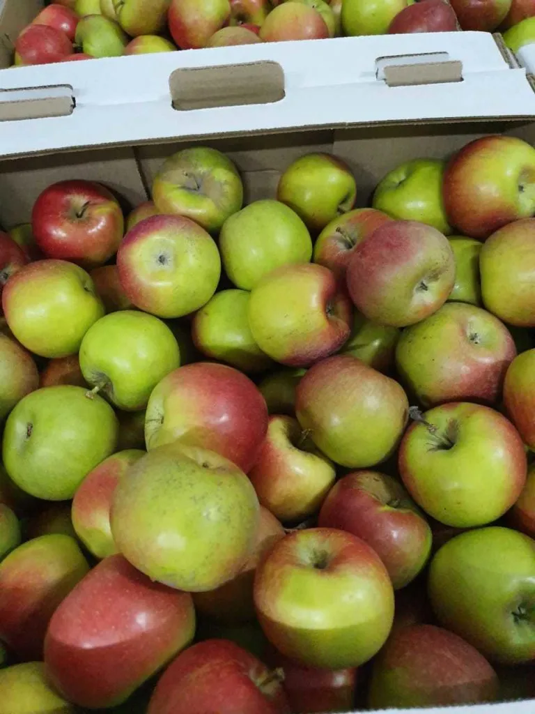 фотография продукта яблоки сорт "Джонтан" и "Джонаголд"