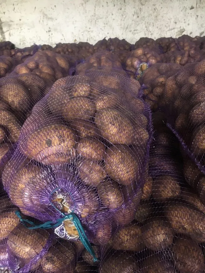 картофель в Крыму в Гвардейске
