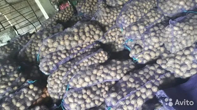 продаем продовольственный картофель  в Кирсанове