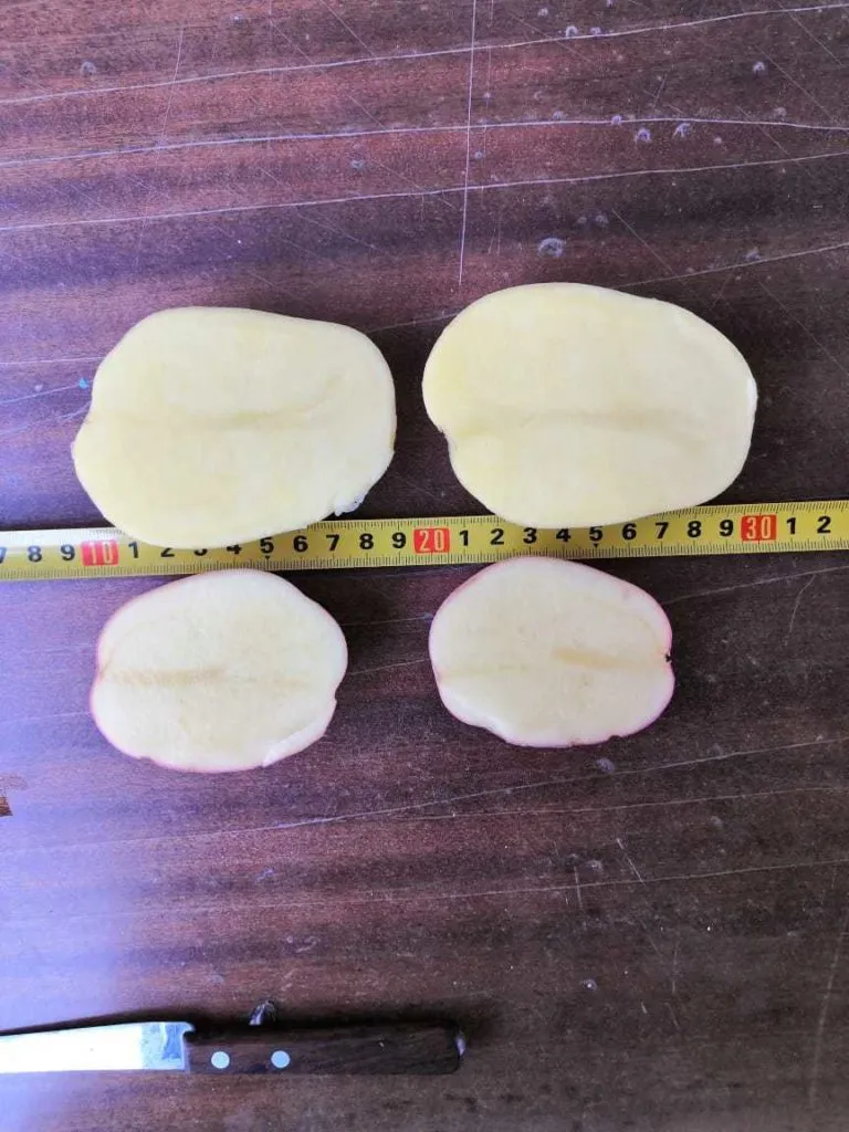 картофель оптом, сорт Гала, калибр 3+ в Новосибирске