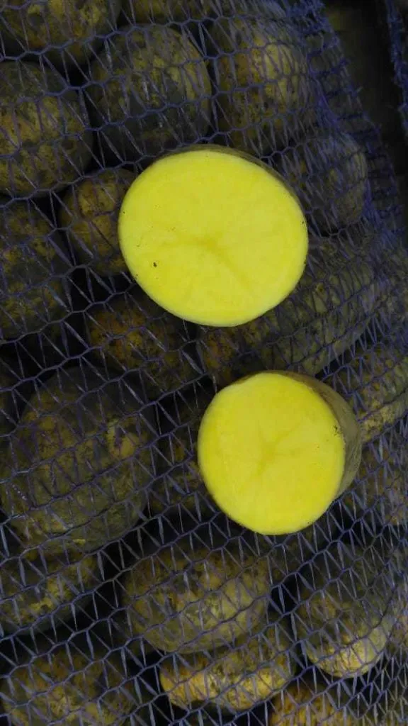 фотография продукта Картофель Гала крупный калибр от 5см
