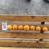 мандарины из Абхазии оптом в Ставрополе 2
