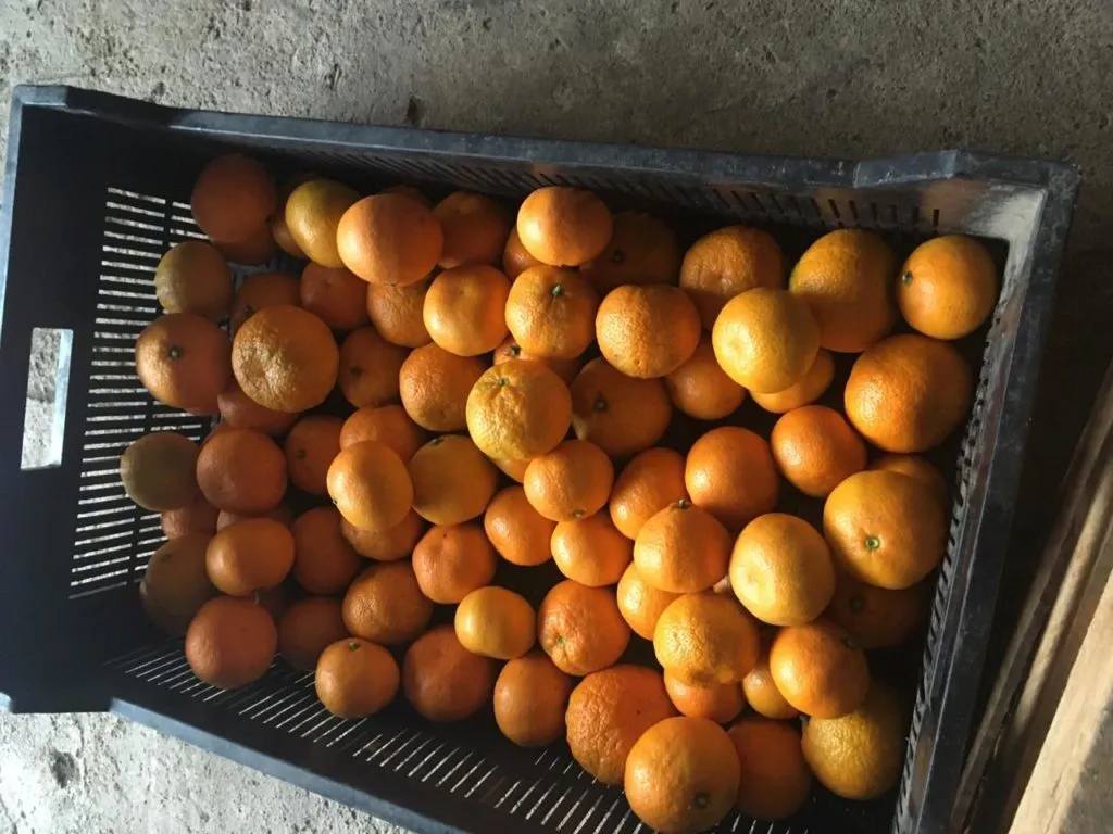 фотография продукта мандарины из Абхазии оптом