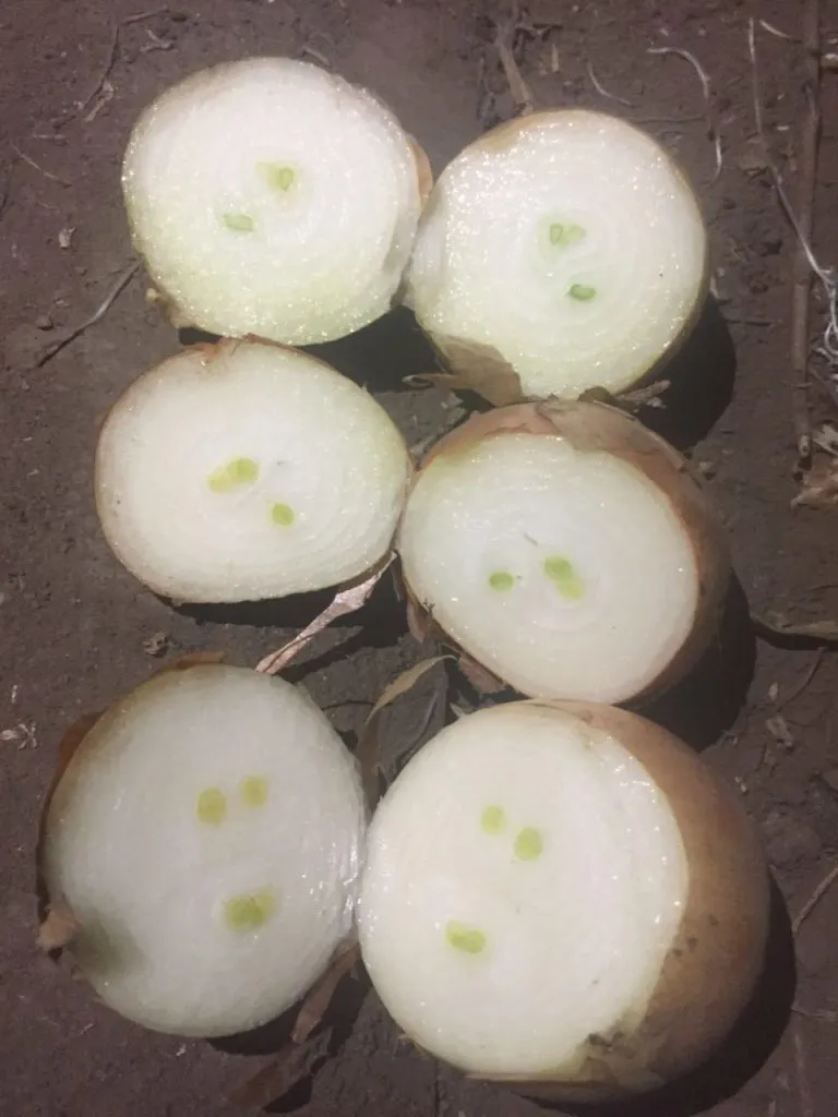 фотография продукта Многозачатковый лук на выгонку зелени