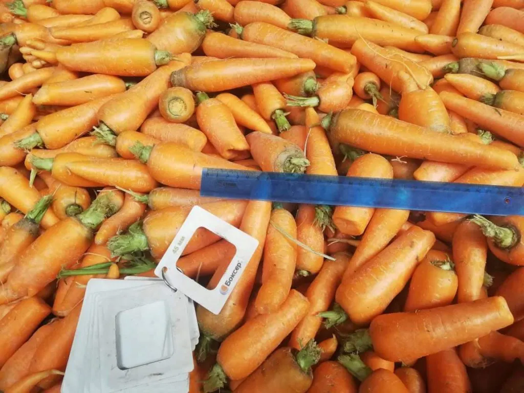 фотография продукта Морковь и свекла некондиция мытая ⠀
