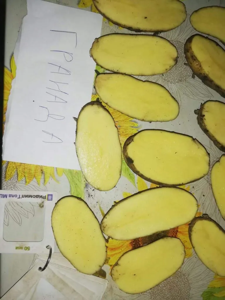 картофель  Оптом в Самаре
