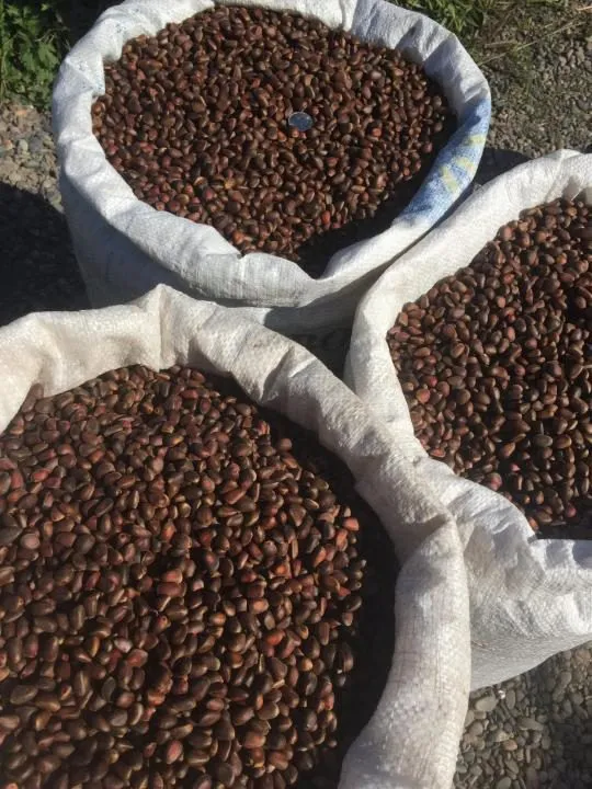 фотография продукта Кедровый орех оптом, урожай 2019