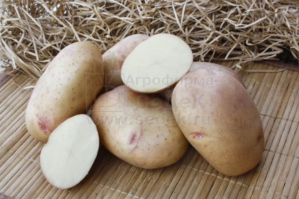 фотография продукта Семенной картофель АЛЕНА  от СеДеК