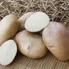 семенной картофель АЛЕНА  от СеДеК в Домодедово