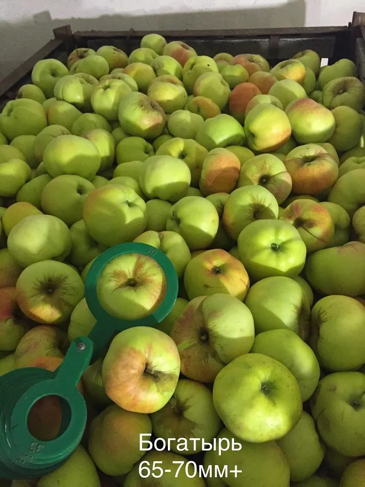 фотография продукта яблоко оптом Пензенская область, Спасск