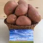 семенной картофель высокого качества  в Москве и Московской области