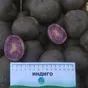 семенной картофель высокого качества  в Москве и Московской области 4