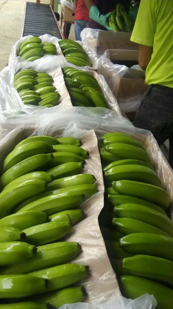 фотография продукта Бананы из Эквадора