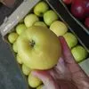 яблоко оптом сорт Голден Делишес 70+ в Новосибирске 2