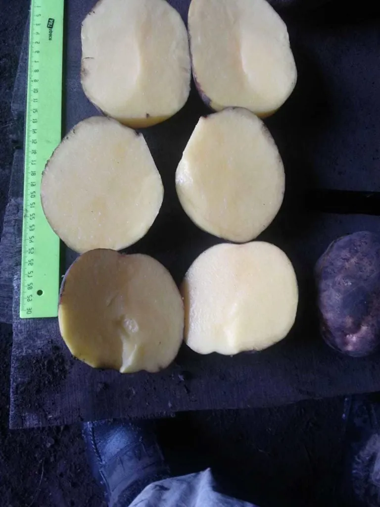 картофель Тамбовский Оптом Собственник  в Мичуринске