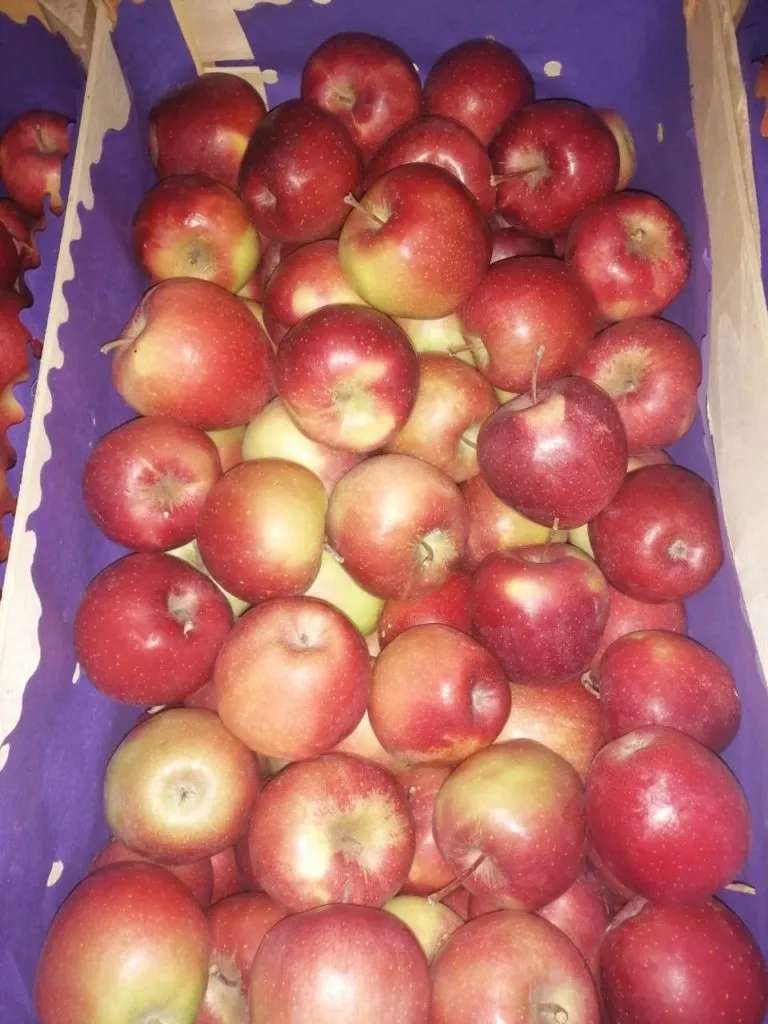 фотография продукта  яблоки  из Сербии