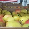 яблоки оптом с хранилища в Краснодаре 7