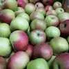 яблоки оптом с хранилища в Краснодаре 6