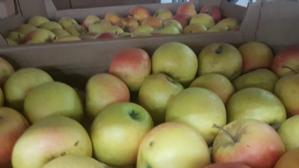 яблоки оптом с хранилища в Краснодаре 9