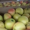 яблоки оптом с хранилища в Краснодаре 9