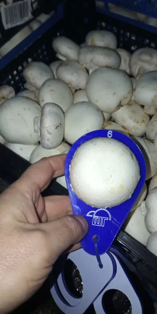 фотография продукта Продаю грибы шампиньоны