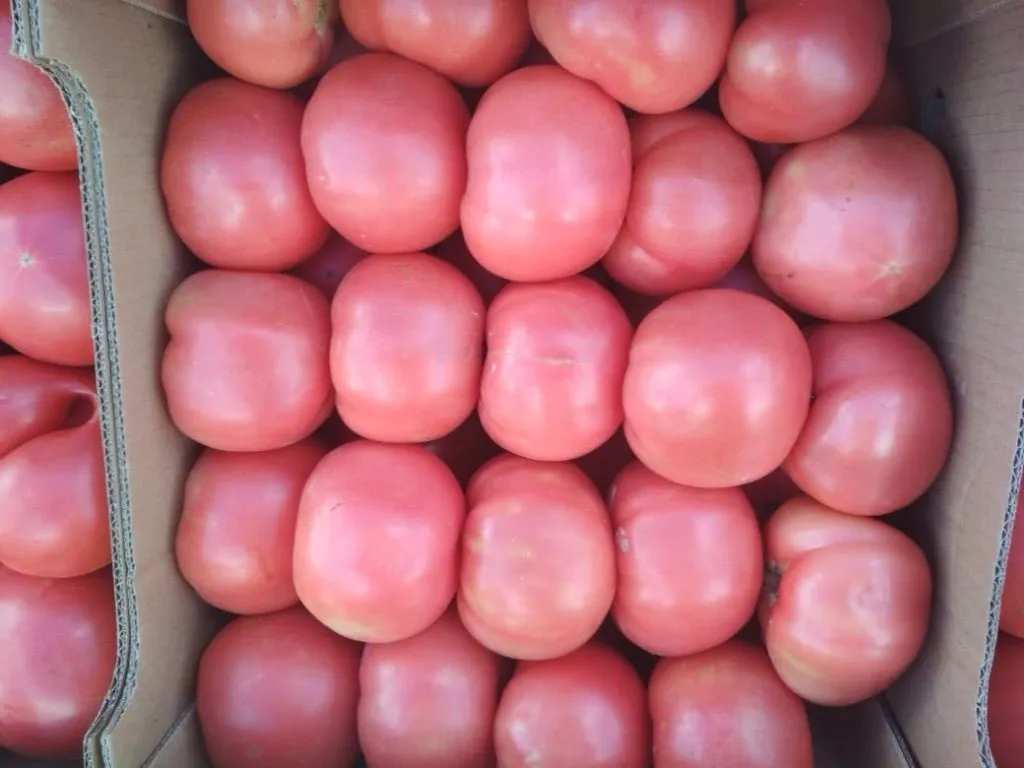 продаем томаты оптом  в Узбекистане 2