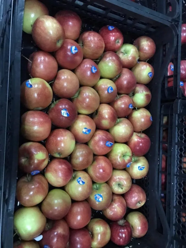фотография продукта айва,яблоки джонаголд