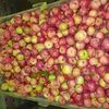 яблоки оптом в Красноярске