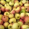 яблоки оптом Пензенская область в Самаре 2