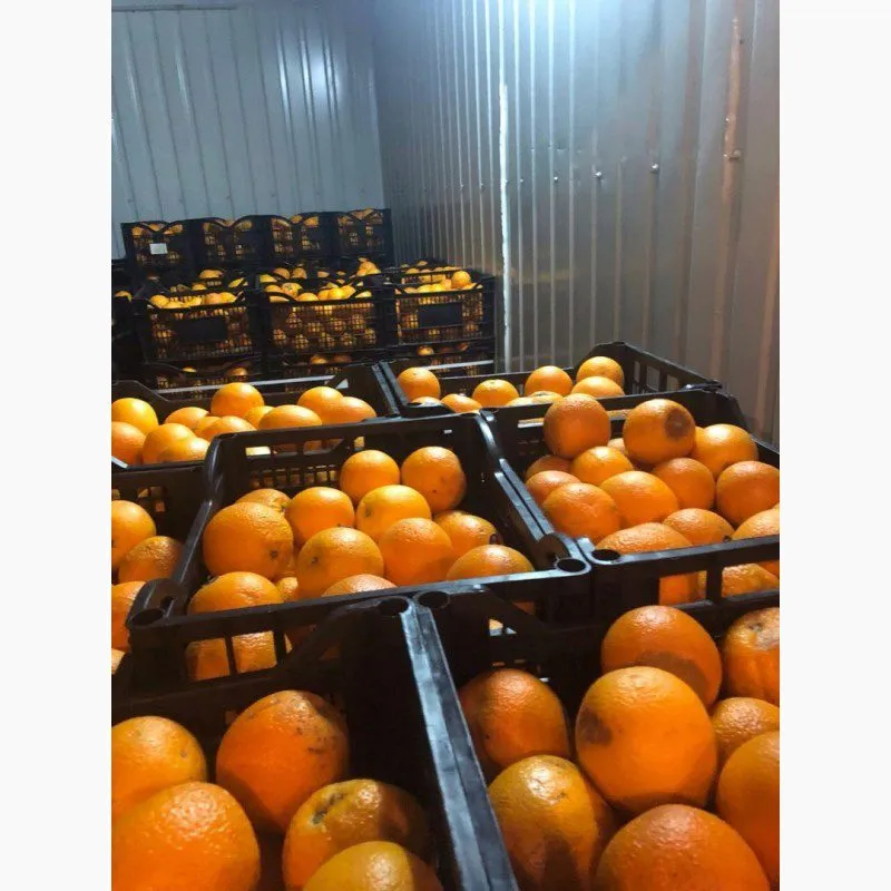 фотография продукта  Апельсины Египет 2 сорт 