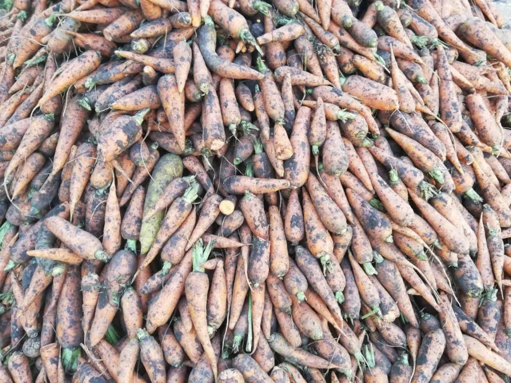 морковь мелкая  в Самаре