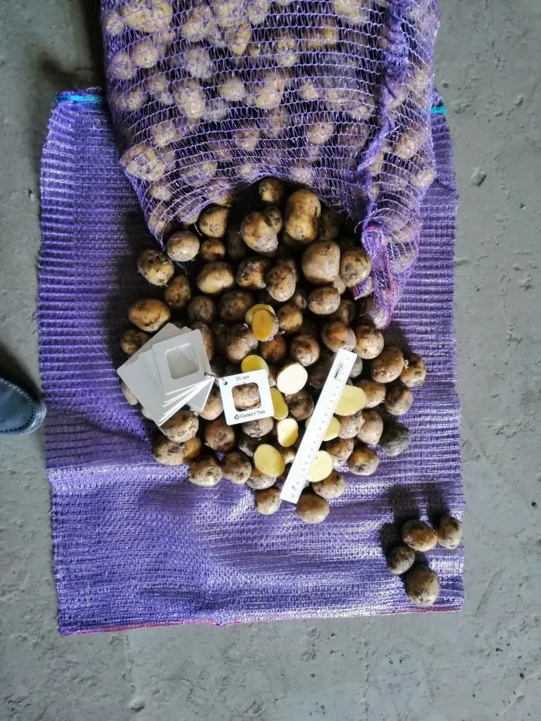 картофель сорт Гала 30 - 45  в Самаре