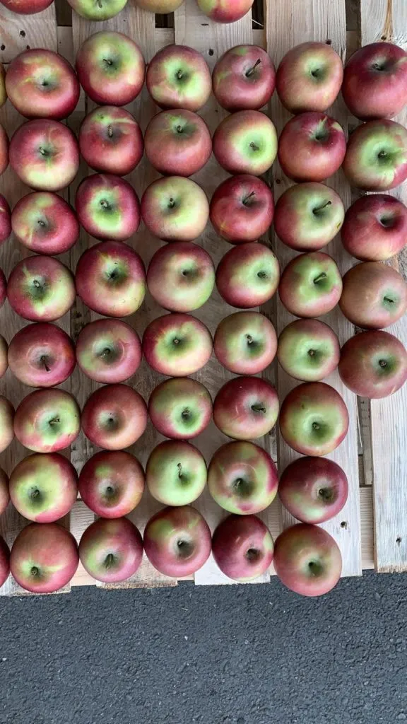  яблоки оптом в Краснодаре