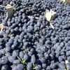 виноград Молдова в Молдавии