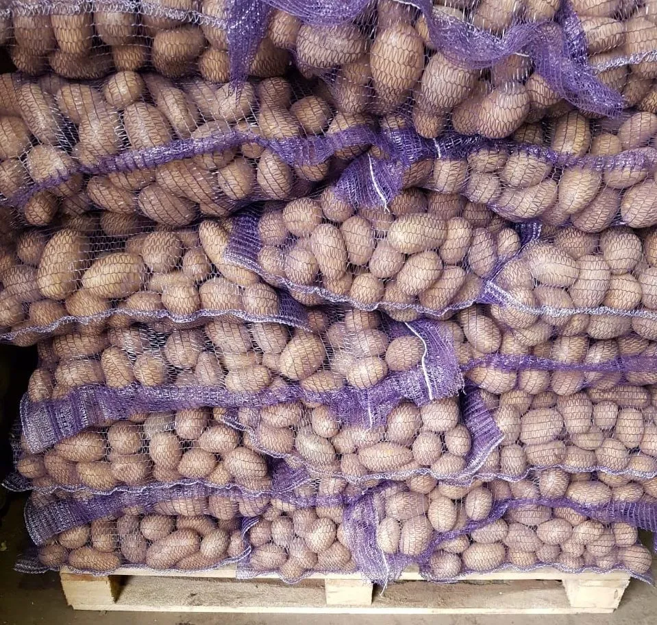 картофель семенной в Брянске