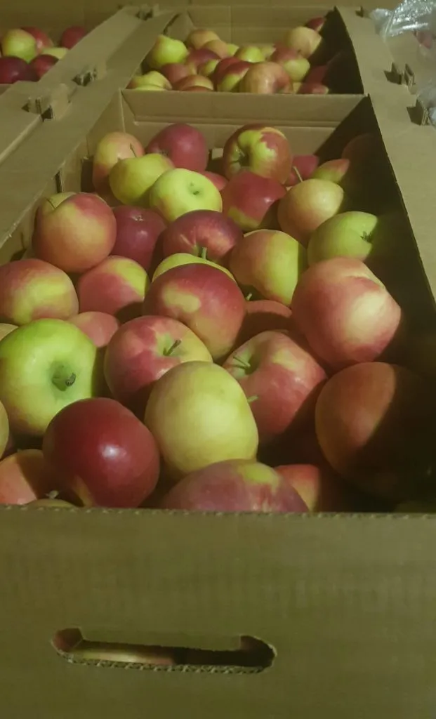 яблоки Лобо в Самаре