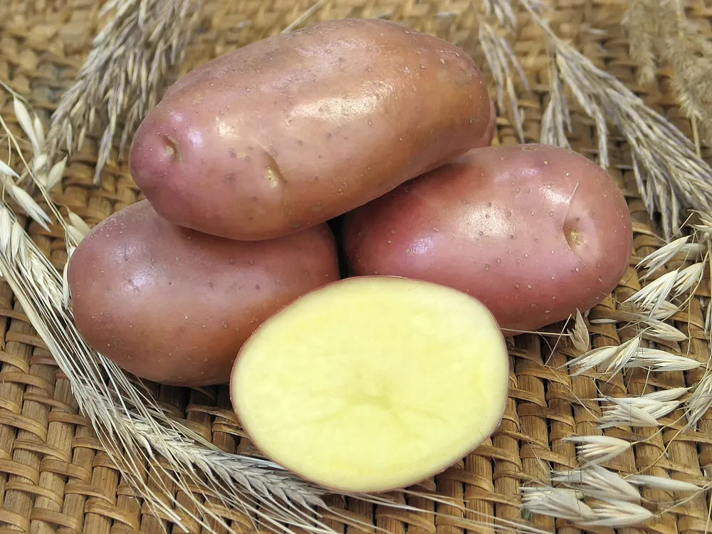 семенной картофель оптом в Домодедово 4