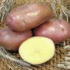 семенной картофель оптом в Домодедово 4