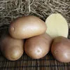 семенной картофель оптом в Домодедово 3
