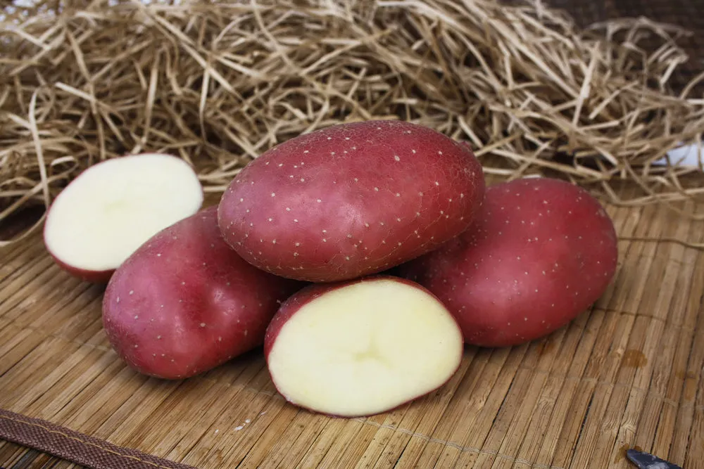 семенной картофель оптом в Домодедово