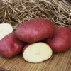 семенной картофель оптом в Домодедово