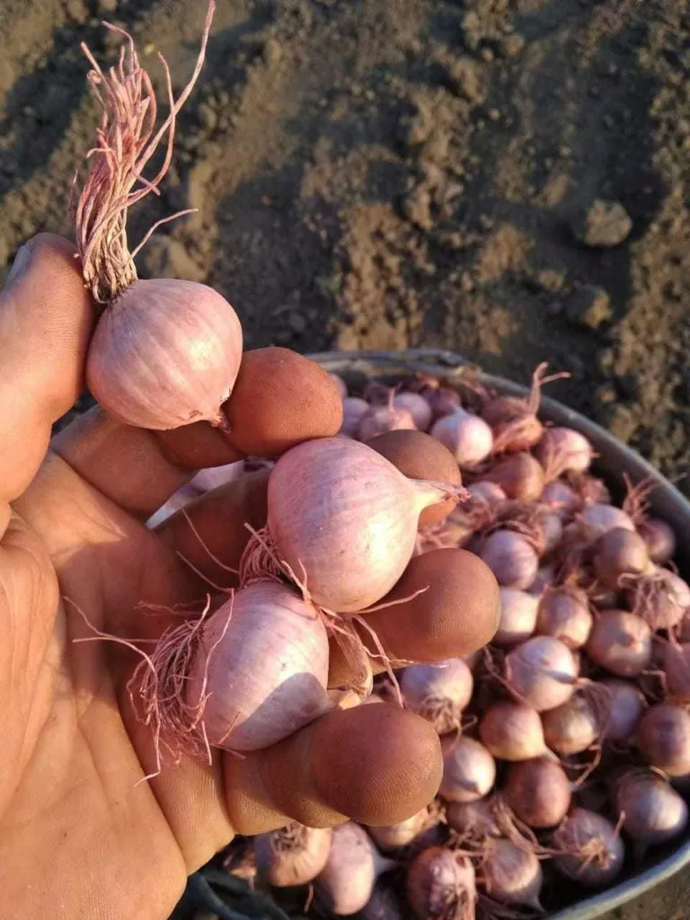 фотография продукта Чеснок соло«однозубковая луковица»Любаша