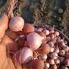 чеснок соло«однозубковая луковица»Любаша в Краснодаре
