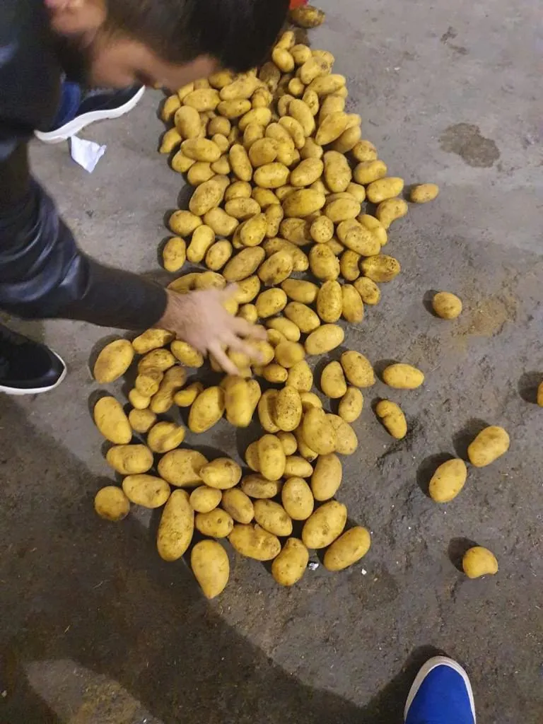 картофель Египет в Краснодаре 2