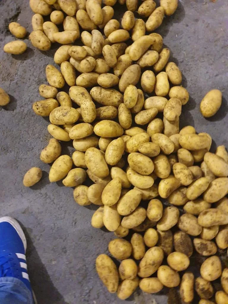 картофель Египет в Краснодаре