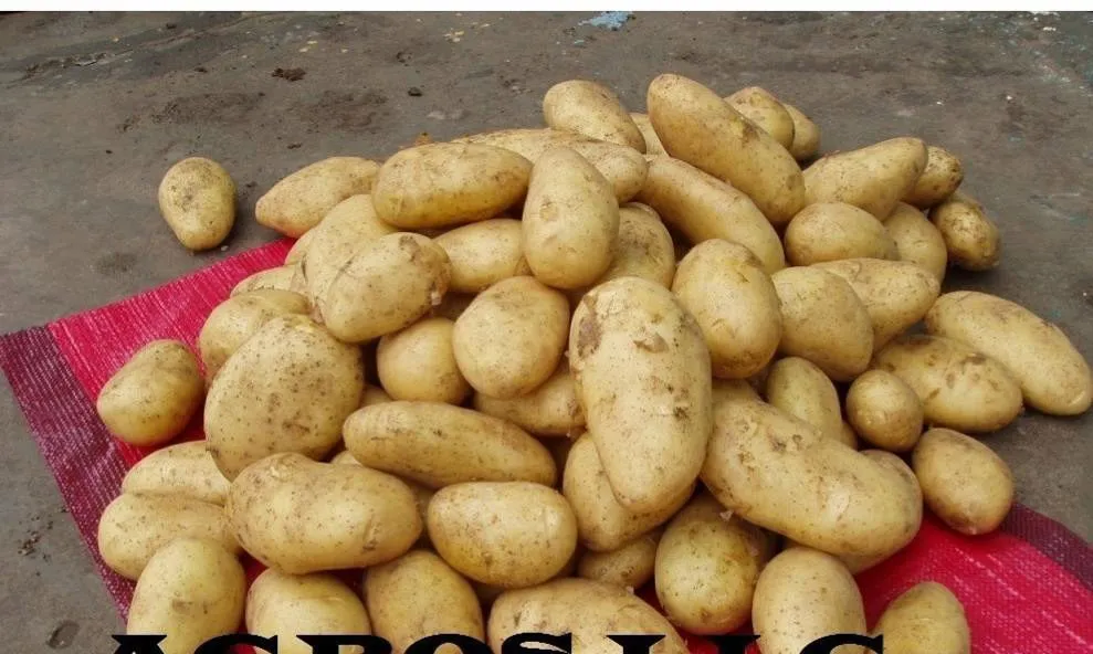 картофель из Египта от прямого импортера в Аксае