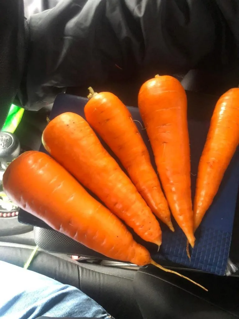 морковь в Краснодаре