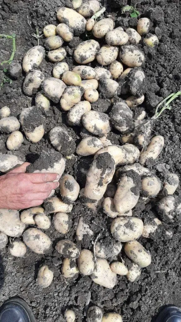 картофель  в Азербайджане