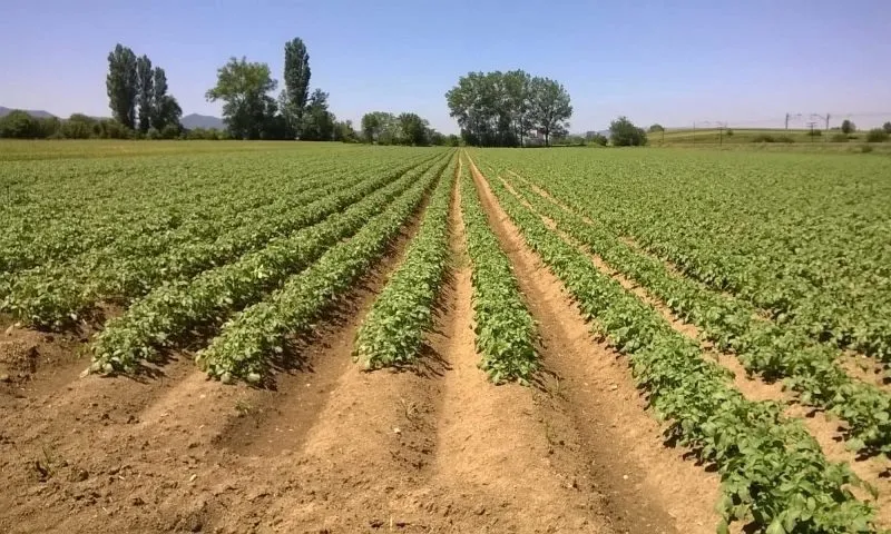 ранний картофель (erta kartoshka) в Узбекистане